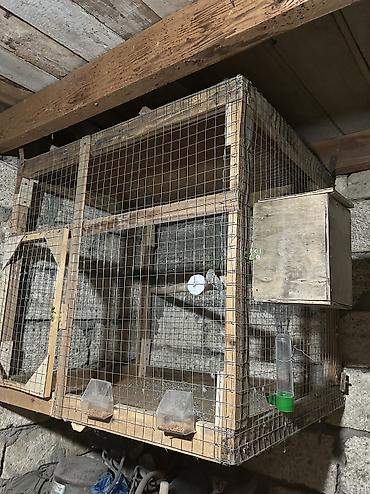 korella quşu acıq sarı 45 azn: Salam gördüyünüz bu quş yuvası satılır uzunluğu 90 sm hündürlüyü 80 — 3