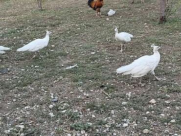 qus nomreleri: Tovuzquşu balaları - Ağcabədi rayonunda yerləşir. - cütü 150 azndir — 4