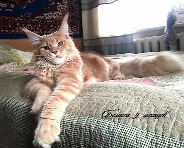 Продажа кошек: Мейн-кун Ласковый Гигант🥳🥳🥳🥳, малыш Мейн-кун открыть для бронирование — 4