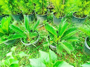 bitki dərmanları satışı: JASMIN ƏTİRLİ, VISTERIA, SEKAS, KALISTAMON, EVKALİPT SATIŞI 🌿🌸 — 1