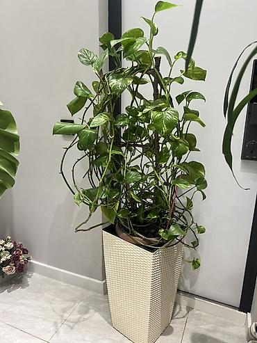 Драцены и Сансевиерии: Доставка по городу бесплатно . Адаптированные пересаженные Комнатные — 33