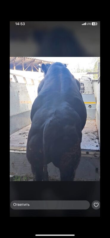 бык оптом: Сатып алам | Уйлар, букалар