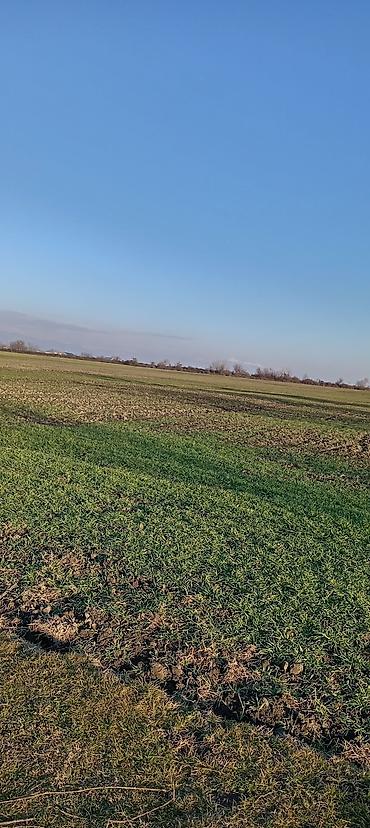 Torpaq sahələrinin satışı: Kənd təsərrüfatı — 3