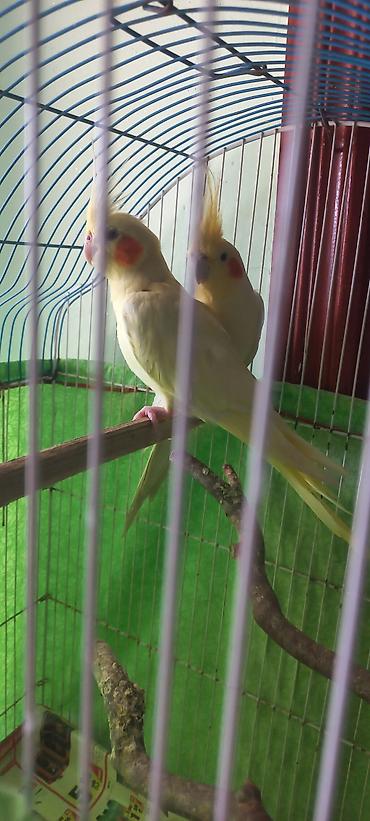 Tutuquşları: Salam Erkek Satilir Tam cute hazir Yas yarimliq.Disi uctu deye tek — 8