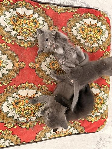 цена шотландской кошки: Отдам котят даром — 2