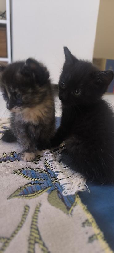 кошка мышык: 🐾 4 очаровательных котёнка ищут любящие семьи! 🏡❤️ Родились — 1