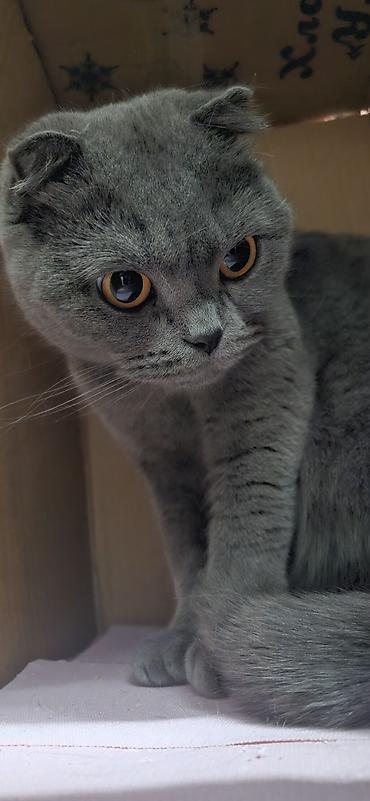сиямский кошка: Девочка, 2 года — 1