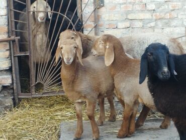 Бараны, овцы: Продаю | Овца (самка) | Арашан | Для разведения | Племенные — 9