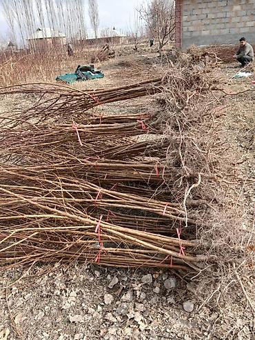 Другие фруктовые и ягодные растения: Ассаламу алайкум Турдуу кочоттор сатылат дыйканчылык озубуз — 6