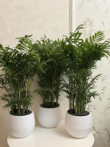 хамедорея: Хамедорея (комнатная пальма) 🌿 Высота: 70 см Цена: 1000 сом Красивая — 3