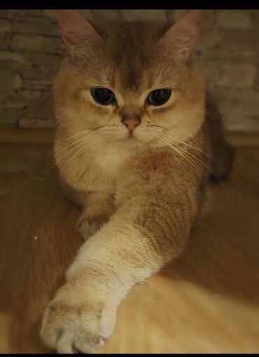 Золотая шиншилла, Самец