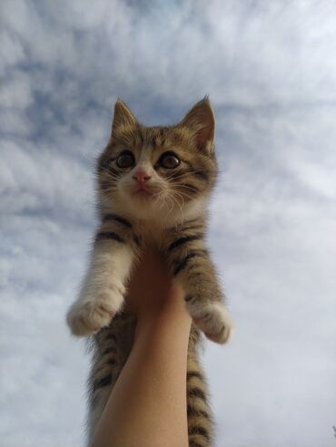 животные котята: Котята в добрые руки бесплатно! отдам котят в добрые руки. Знают