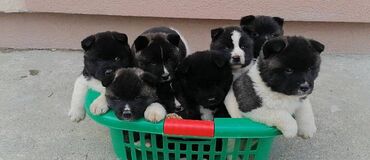 Psi: Prodajem stenad Americke Akite, od kvalitetnih roditelja. Stenci su na lalafo.rs — 4 Psi: Prodajem stenad Americke Akite, od kvalitetnih roditelja. Stenci su — 4