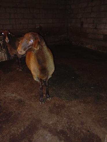 Erkey Toğludu 8 ayliqdi cekili heyvandi qiymete görə narahat etme