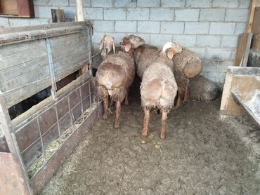 овцы романовской породы: Продаются откормненные овцы породы АРАШАН оптом по 25 тыс окончательно
