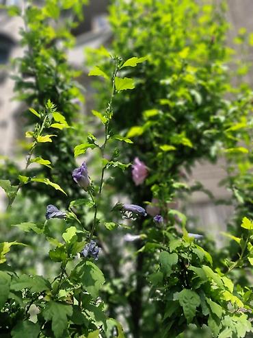 сирийский: Сирийский гибискус (Hibiscus syriacus) — декоративный листопадный — 7