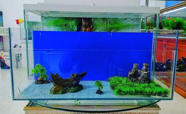 bayraq şekili v Azərbaycan | BAYRAQLAR: Akvarium satılır - 45 AZN QIYMƏTƏ neler daxildir ? 🤔 🔻🔻🔻🔻🔻🔻 1️⃣
