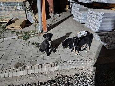 Продажа собак: Овчарка, 2 месяца, Самец — 12