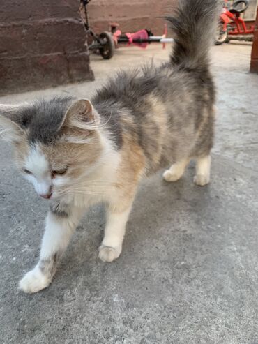 сиамская кошка: Отдам даром кошка породистый