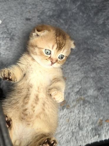 кошка жалал абад: Скотиш Фолд (Шотландиялык шалпаң кулак), 2 айлык, Ургаачы, Алтын шиншилла — 2