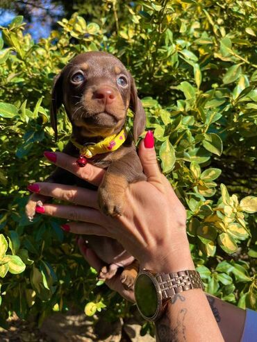 Psi: Odgajivacnica pasa "Happy Puppies" ima u ponudi patuljaste jazavicare — 7