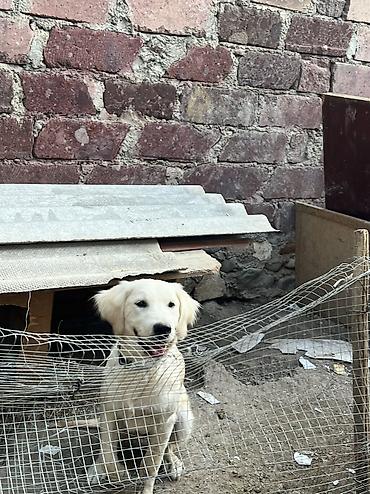 şirin it adları: Retriever, 6 ay, Dişi — 6