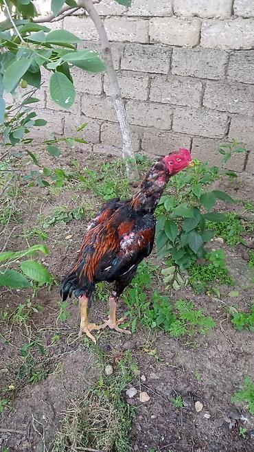 heyrətilər: Xoruz döyüşdürülməyib.Əlavə sualı olan soruşa bilər — 2