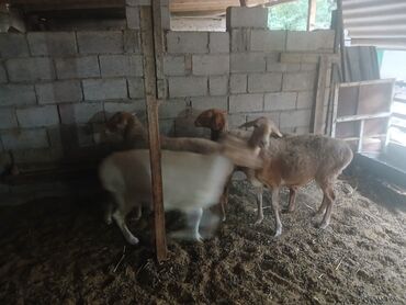 продам сельхоз животных: Продаю | Овца (самка) | Для разведения | Ярка