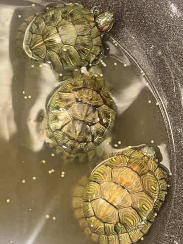 Другие животные: Красноухие черепашки,самые низкие цены,разным размеров и — 7