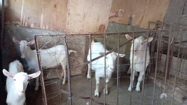 Коровы, быки: Sani keçiləri Satılır toplu şəkildə 1 ana 1 təkə,2 ədəd bala,süd verən