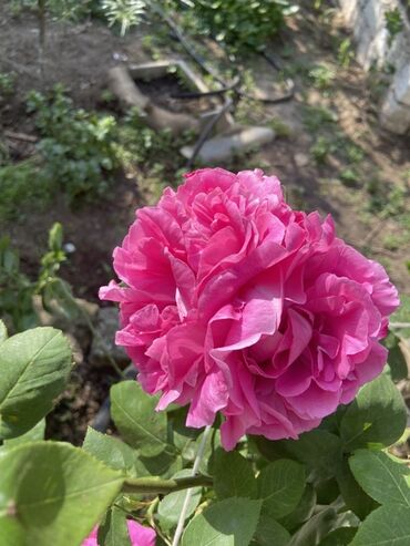 qadın xoşbəxtliyi gülü: Məhsul: Çəhrayı ətirli gül kolları (bağ gülləri) Təsvir: - Böyük, sıx lalafo.az -da qadın xoşbəxtliyi gülü: Məhsul: Çəhrayı ətirli gül kolları (bağ gülləri) Təsvir: - Böyük, sıx