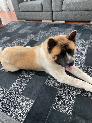 itlet: Akita-inu, 4 il, Erkek, Sənədli, Ünvandan götürmə