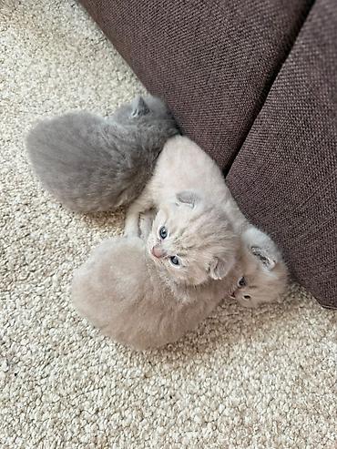 дом торговли: Шотландские вислоухие котята (Scottish Fold), окрас голубой — 1