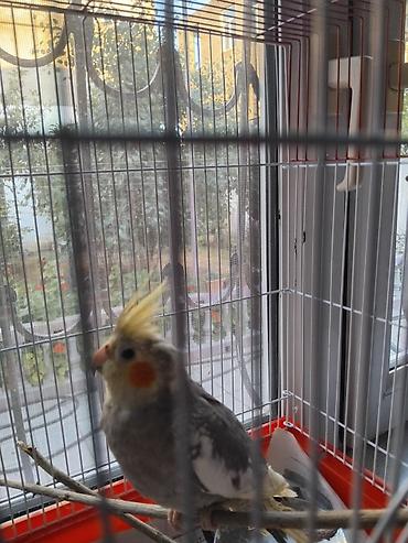Quşlar: Nymph quşu (Cockatiel) - Növ: Nymph/Cockatiel - Rəng: boz-ağ qarışıq — 2