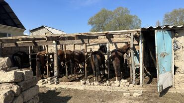 Лошади, кони: Продаю | Кобыла (самка), Жеребец | На забой at lalafo.kg Лошади, кони: Продаю | Кобыла (самка), Жеребец | На забой