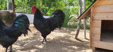 1 kq bugda qiymeti: Xoruz, il: 1, Ödənişli çatdırılma