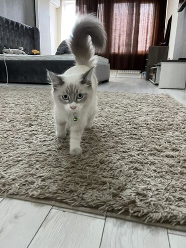 сколько стоят вислоухие котята: Отдам кошку срочно нужно Ангорская Веши ест номер - Порода