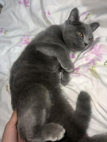 британские голубые котята купить: Британский короткошёрстный кот (окрас блю/серый) - Порода: британская — 2