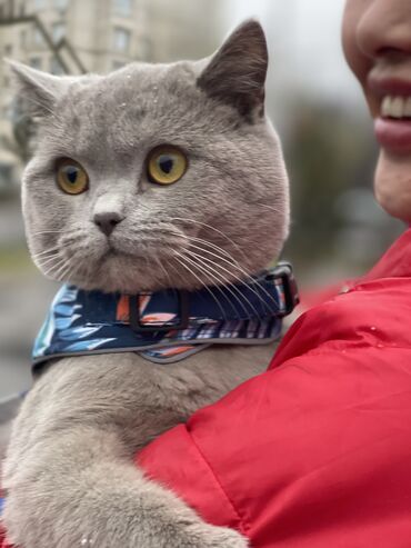 Коты: Продеться кот шотландский 4000с