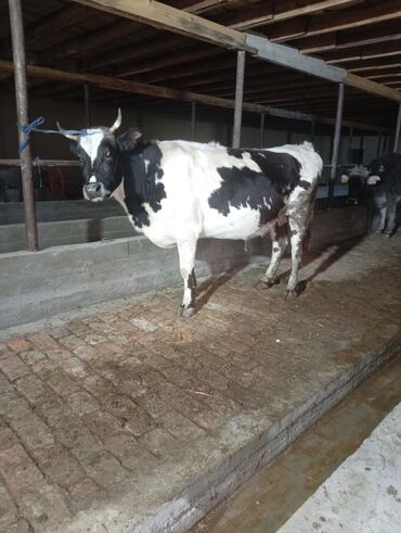 Коровы, быки: Продаю | Корова (самка) | Для молока | Привязанные at lalafo.kg — 6 Коровы, быки: Продаю | Корова (самка) | Для молока | Привязанные — 6