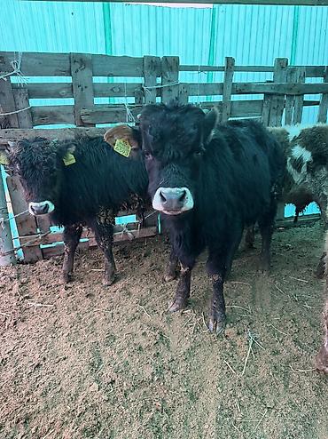 Коровы, быки: Продаю | Бык (самец) — 12