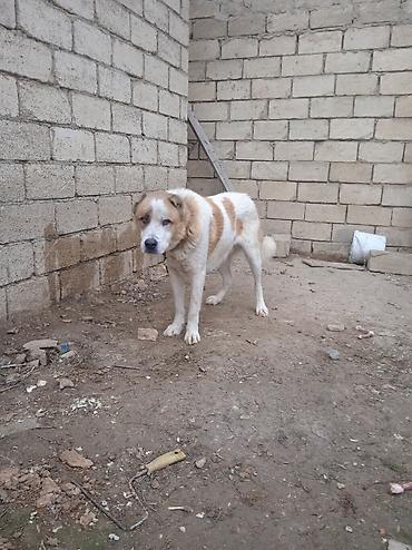 İtlər: Qurdbasar — 7