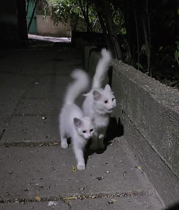 коты белый: Белые котята с пушистыми хвостами. Описание: - Возраст: котята — 2
