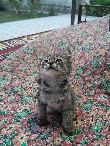 рыбки аквариумы: Котята — 1