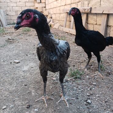 cins ineklerin satisi: Heyratı toyuqlar satılır hal hazırda yumurtaya düşüblər əlaqə 070 589