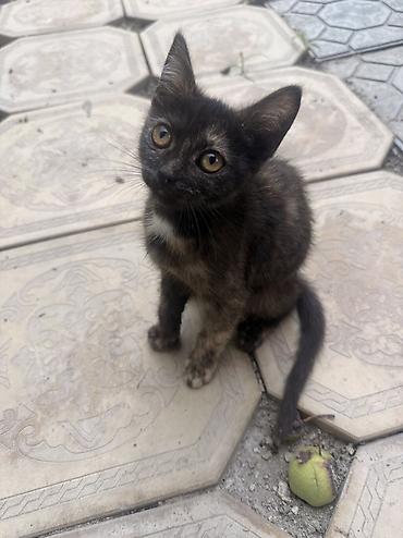 кошка черная: Котята из одного помёта - Возраст: 4 месяца - Окрас: несколько — 5