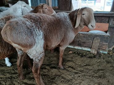 срочно продаю в связи с переездом: Продаю | Овца (самка) | Гиссарская, Полукровка, Арашан | Для разведения
