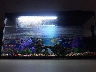 baliq unu satilir: -Əlaqə üçün dm və ya 0557583200- +5 balıq +Termometr +Güclü led işıq — 1