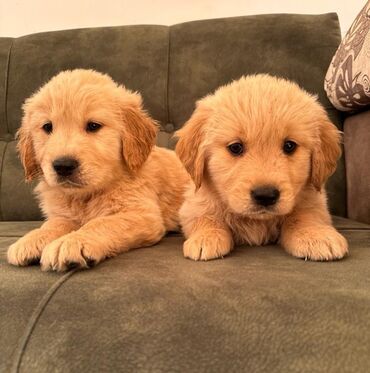 İtlər: Labrador-retriver, 1 ay, Dişi — 11