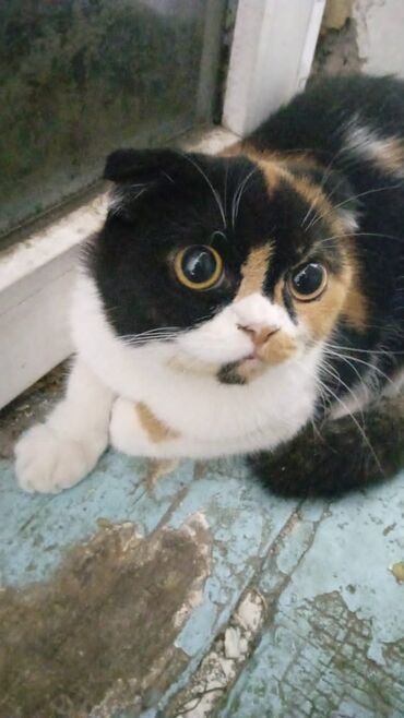 египетские кошки: Срочно!!! Пристраиваем в хорошие руки кошкувозраст г 6 месяцев